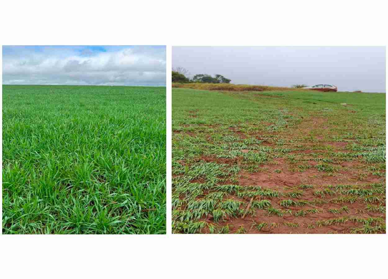 RS Safra 25/26: chuvas elevam pressão nas culturas de inverno