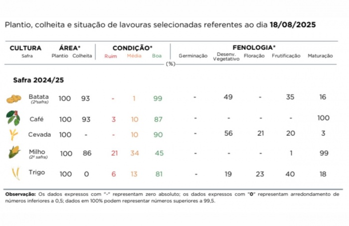 PR Safra 2024/25: lavouras de trigo e milho evoluem bem