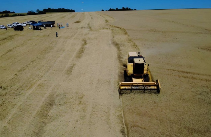 RS Safra 2025/26: Emater projeta alta na produtividade do trigo