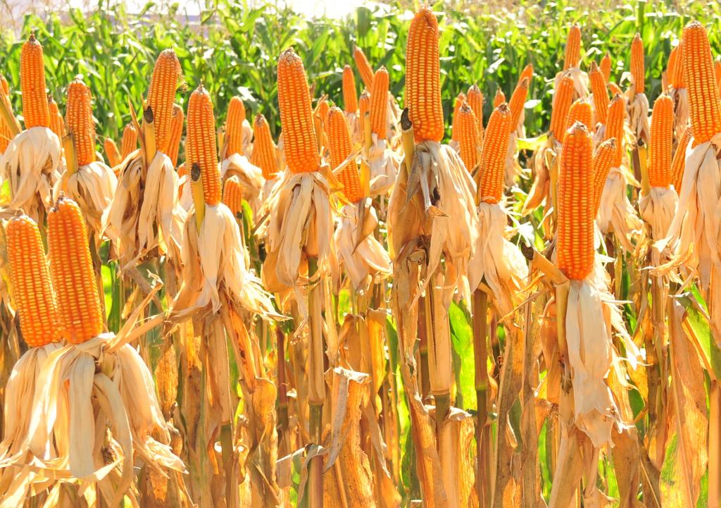 Clima prejudicou potencial produtivo do milho na Região Sul
