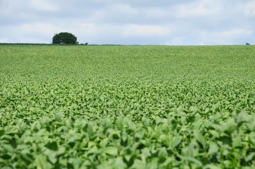 Área plantada com soja será recorde na América do Sul