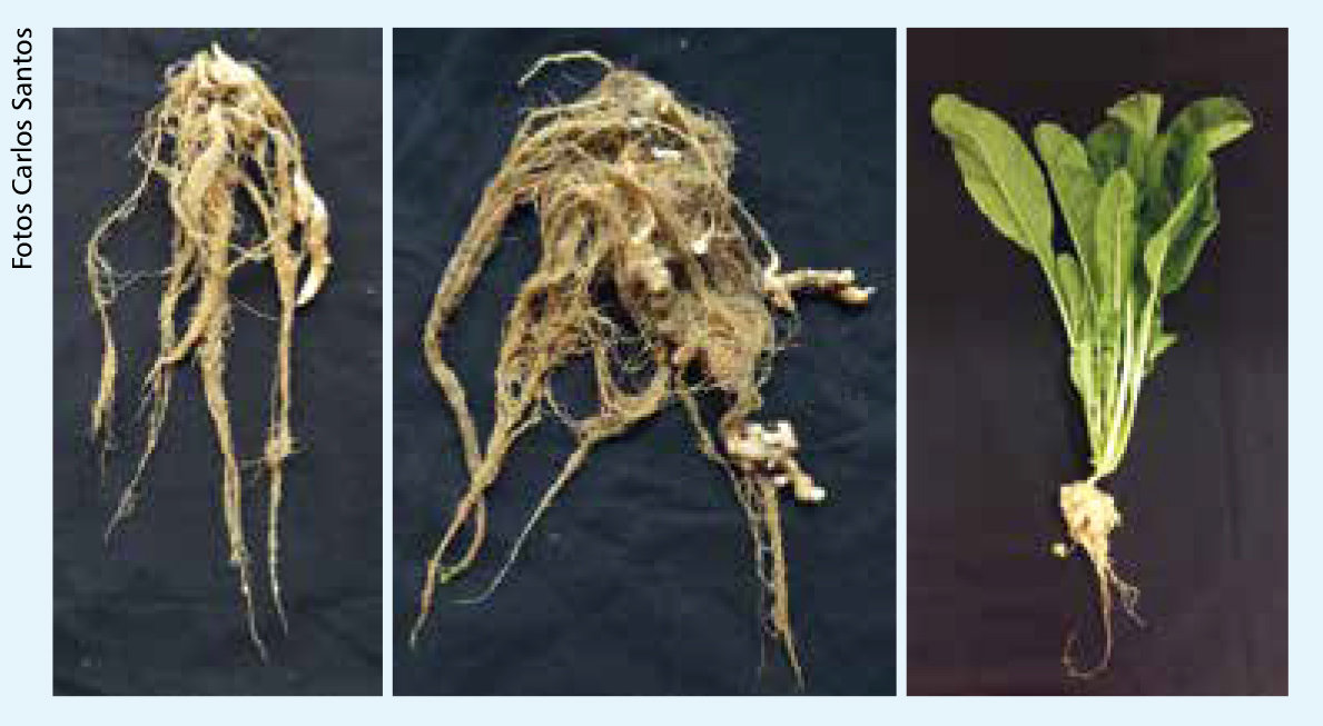 Sintomas da hérnia das crucíferas em raízes de couve-flor e de rúcula.
