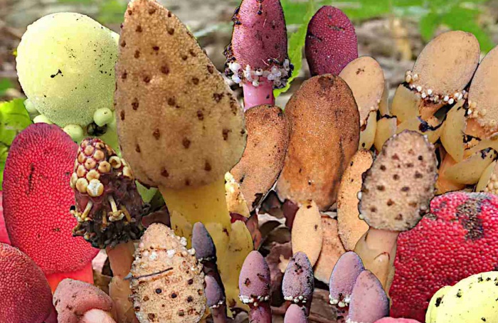 Estudo revela como plantas sem clorofila sobrevivem e reproduzem-se