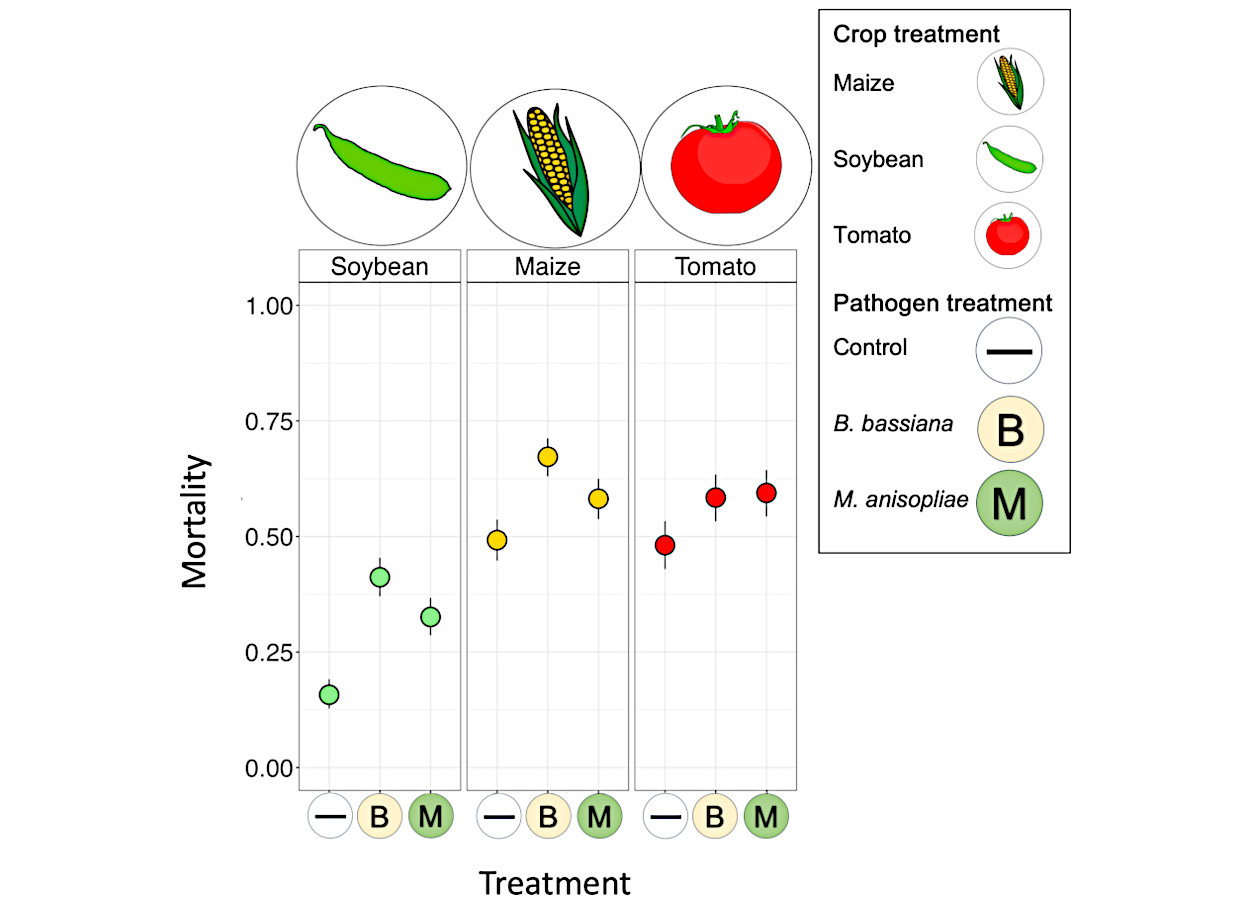 A capacidade relativa dos isolados fúngicos de matar larvas de <i>H. armigera</i> dependeu da dieta foliar da cultura. Os pontos indicam a mortalidade média no 14º dia pós-infecção; os bigodes fornecem limites de confiança binomial de 95% para cada combinação de tratamento do patógeno (no eixo x) e dieta foliar da planta (nos painéis). Total de n = 3.811 larvas nas 9 combinações de tratamento