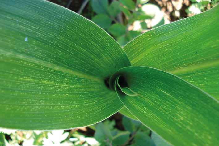 Sintomas da risca aparecem nas folhas da plântula aproximadamente duas semanas após a infecção 