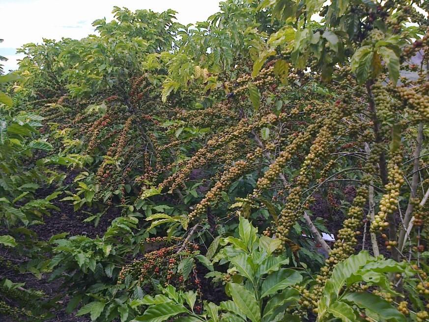 Irrigação com nitrogênio em produção de café conilon