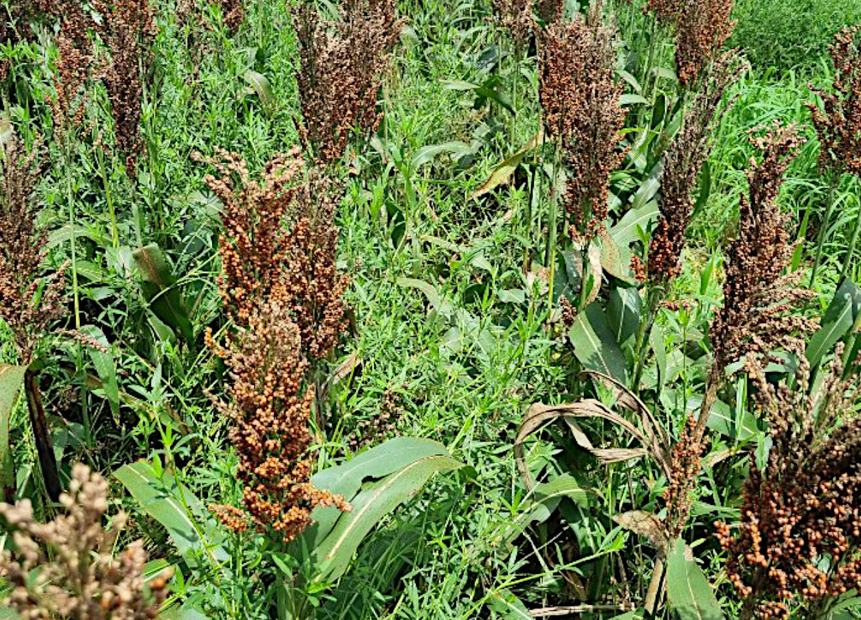 Consorcio sorgo e estilosantes