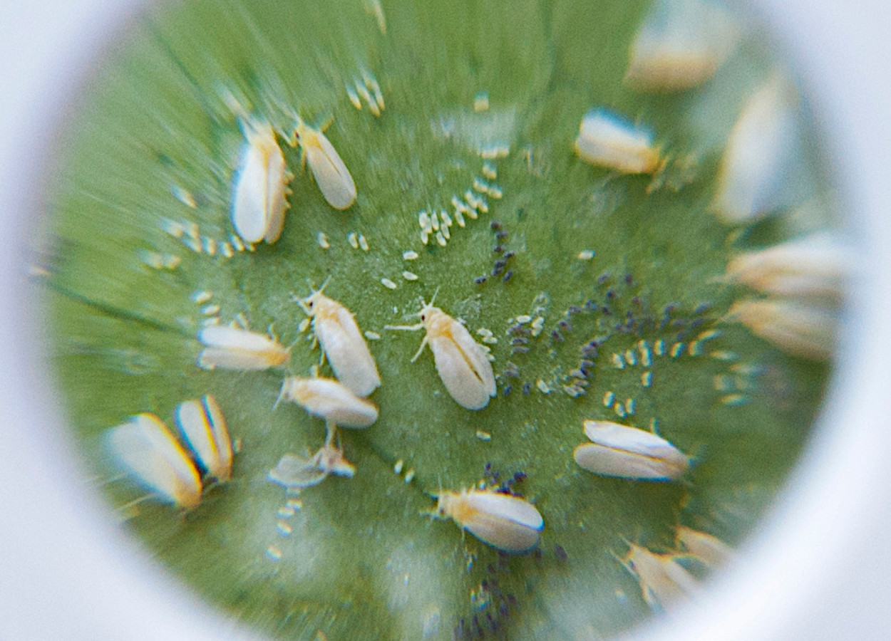 Foto: Syngenta
