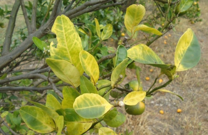 Aumento na incidência de greening na citricultura brasileira preocupa produtores