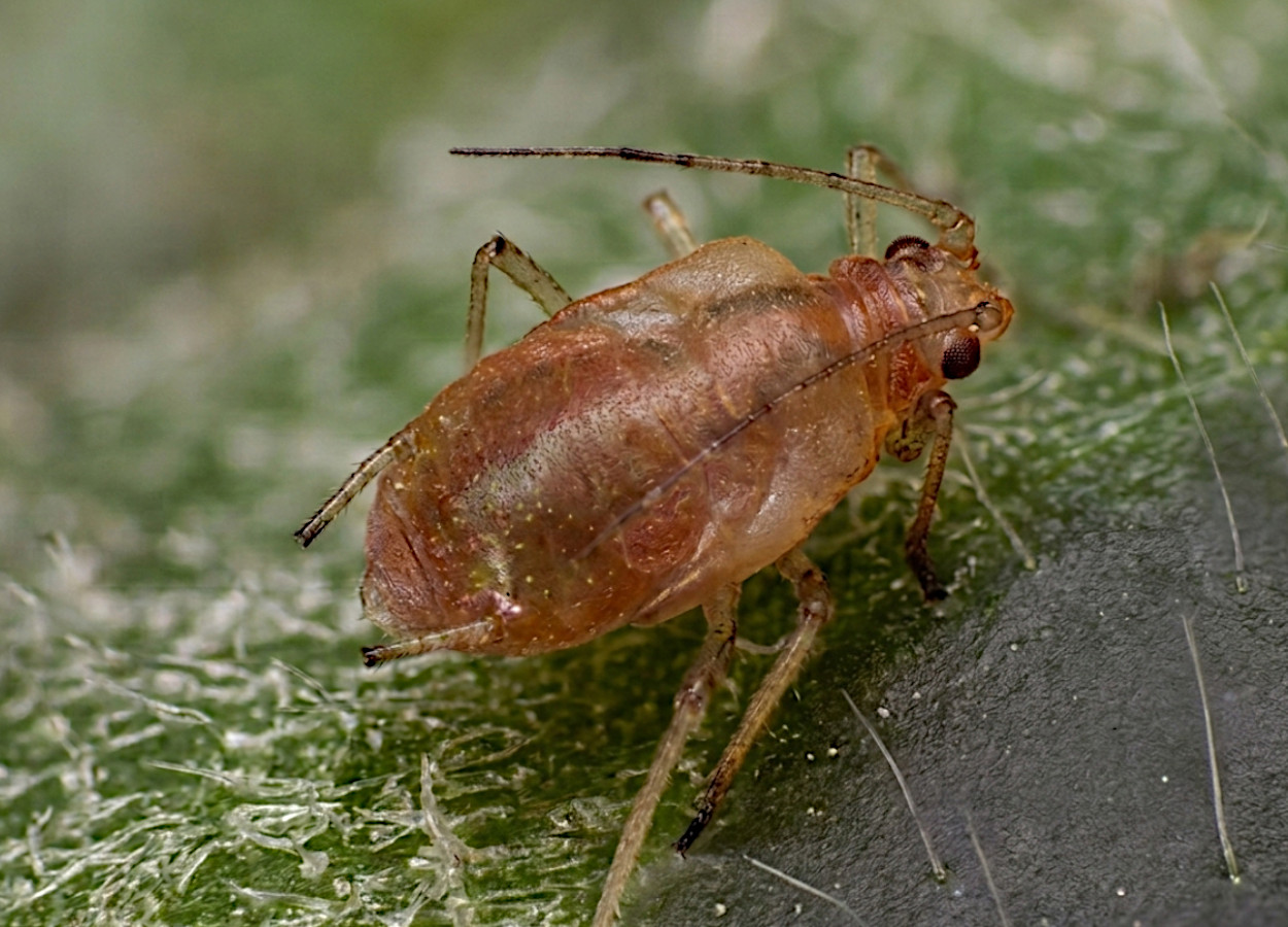 Foto:&nbsp;Jim Baker / North Carolina State University - Bugwood