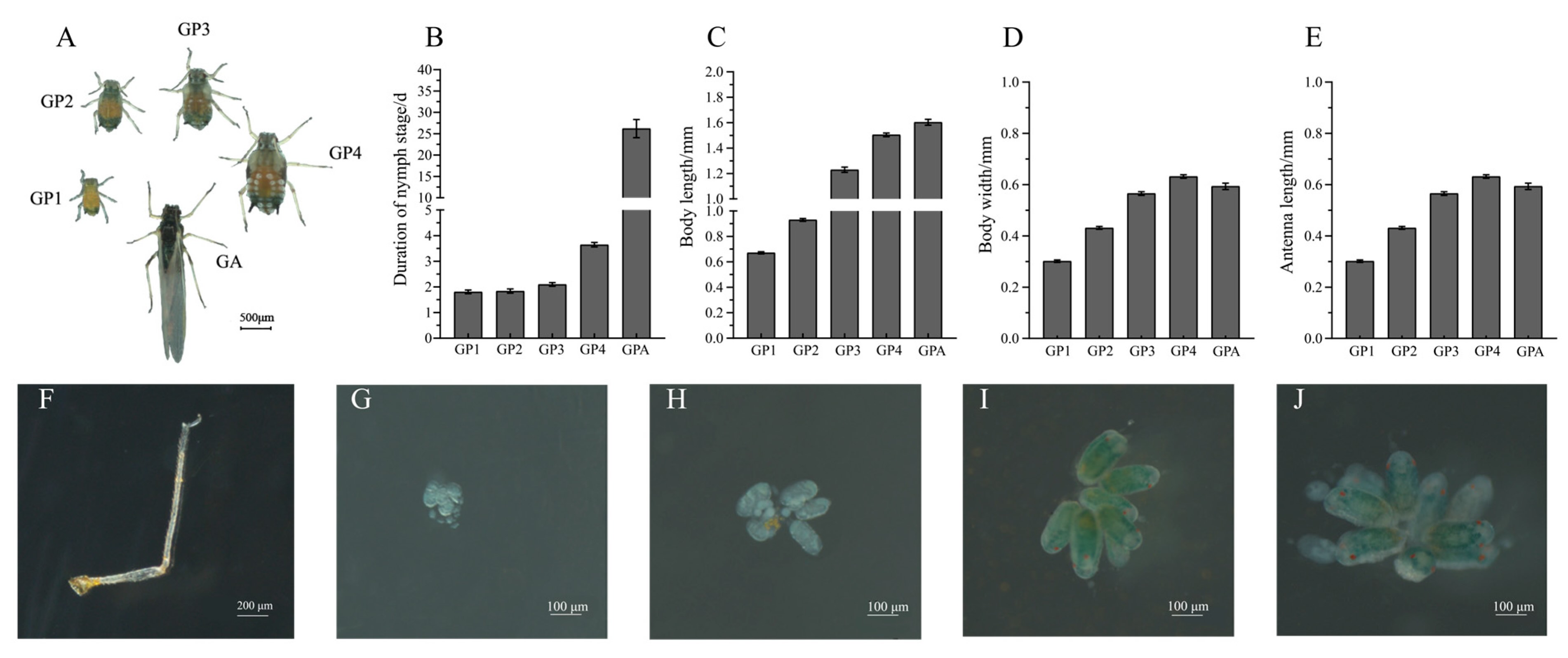 Morfologia, desenvolvimento ovariano e embriogênese de ginóparas do pulgão do algodão: <b>(a)</b> dinâmica morfológica de ginóparas durante cinco estágios de desenvolvimento; <b>(b)</b> duração de cinco estágios de desenvolvimento de ginóparas; <b>(c–e)</b> comprimento corporal, largura corporal e comprimento da antena de ginóparas em cinco estágios de desenvolvimento; <b>(f)</b> perna traseira de ginóparas; <b>(g–j)</b> morfologia ovariana de ginóparas nos estágios de ninfa e adulto de segundo a quarto ínstar