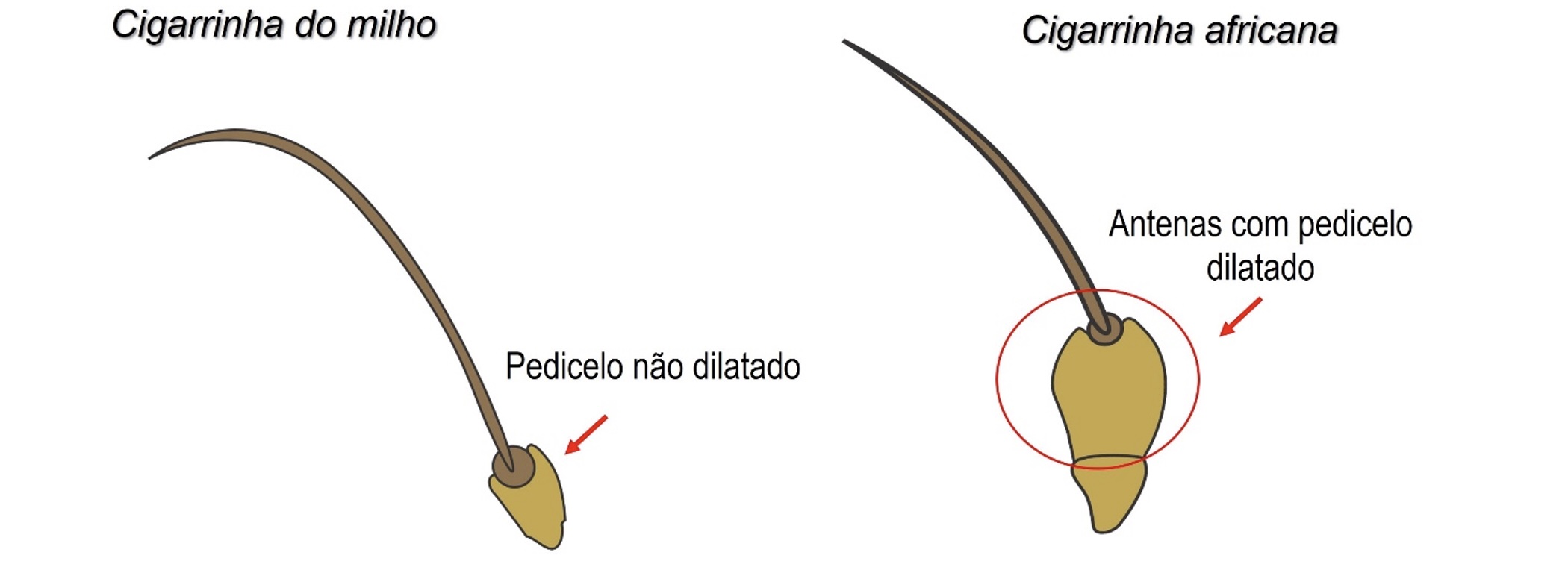 Diferenças na morfologia da antena da cigarrinha-do-milho (<i>Dalbulus maidis</i>) e  cigarrinha-africana (<i>Leptodelphax maculigera</i>) (Stürmer, G.R. 2023)