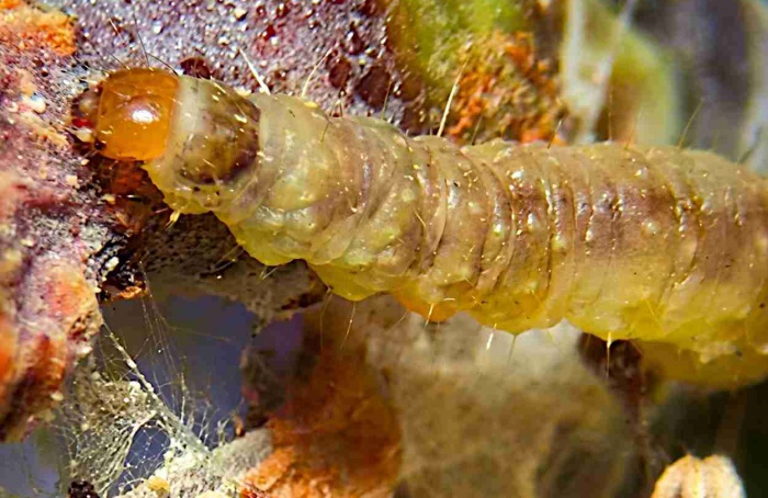 Viticultura europeia aposta em manejo cultural e físico para conter pragas