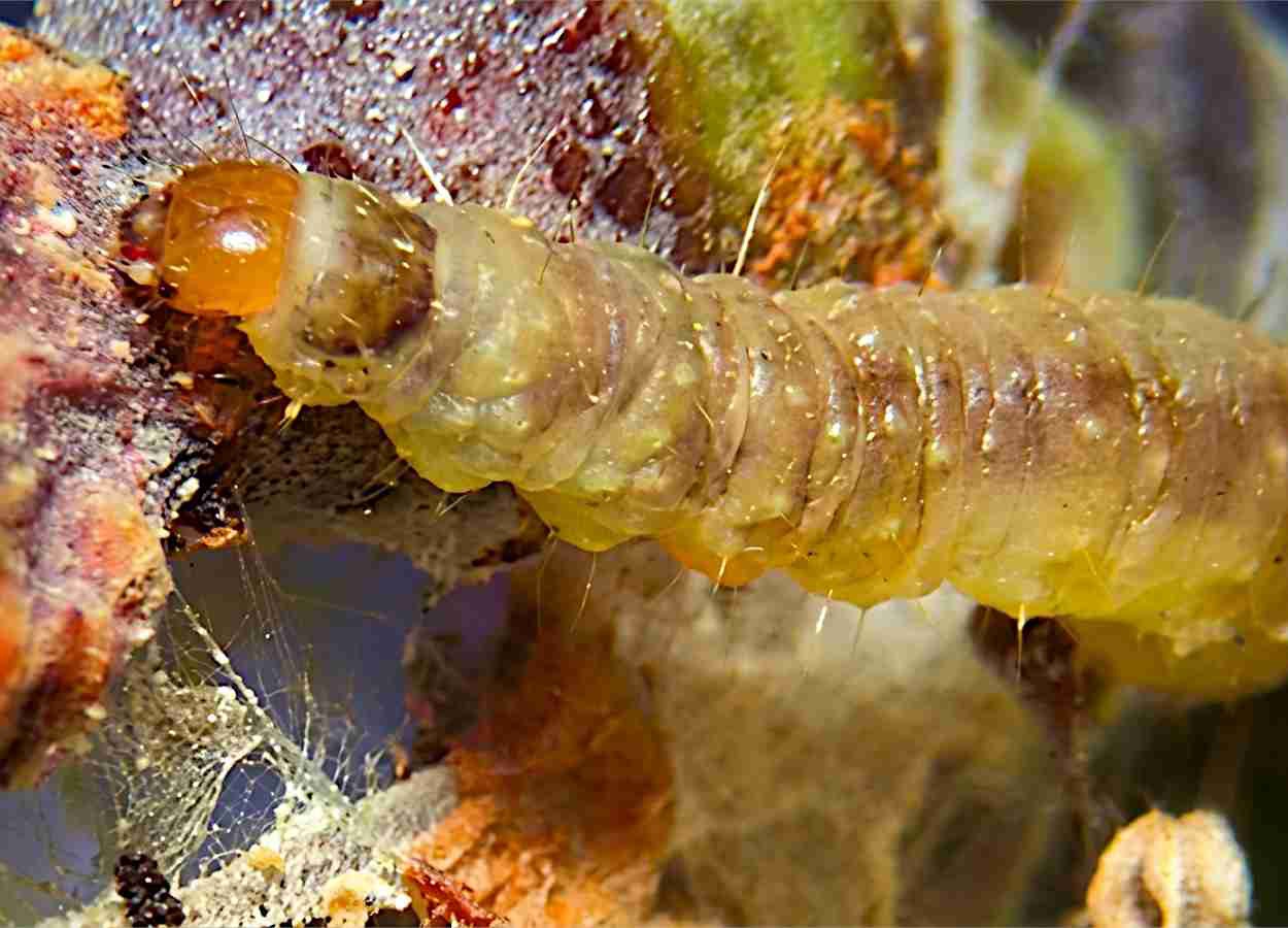 Viticultura europeia aposta em manejo cultural e físico para conter pragas