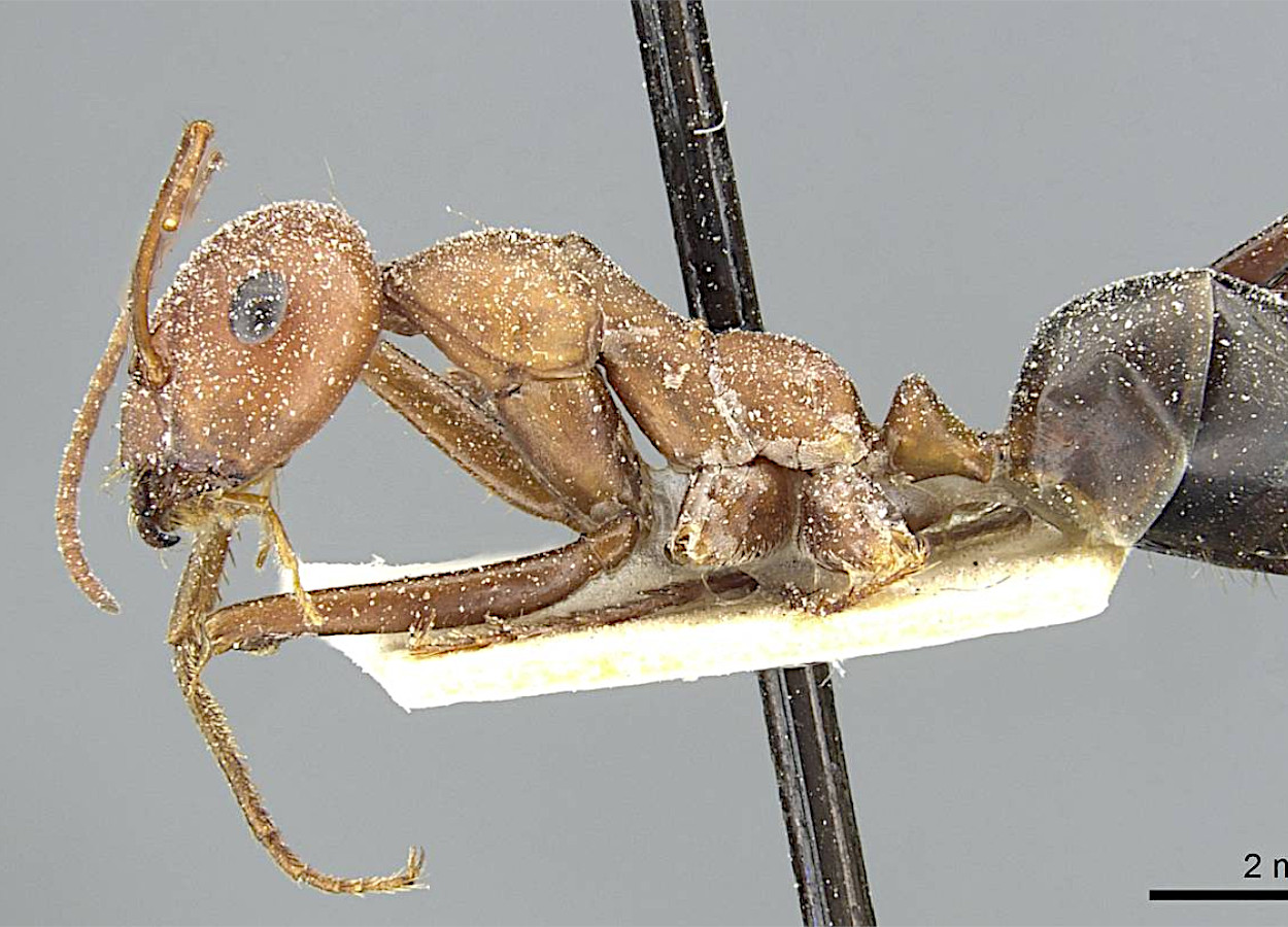 Foto:&nbsp;Zach Lieberman - AntWeb - CC BY-SA 30