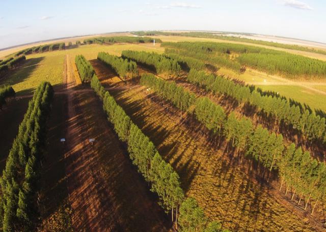 Adoção De Ilpf Chega A 115 Milhões De Hectares Revista Cultivar 9752