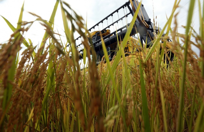 Arrozeiros pedem juros menores no Plano Safra