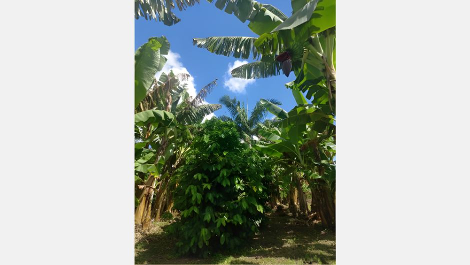 Bananeira é uma das espécies que pode ser usada no sombreamento do café