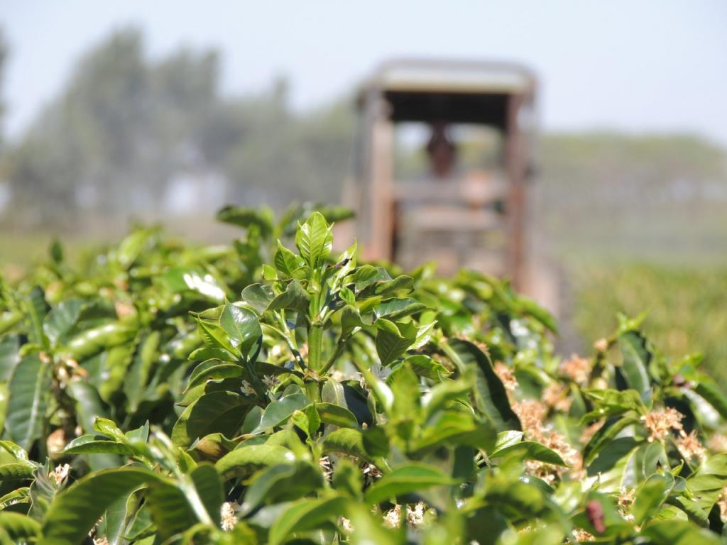 Programa Pronutiva, da Arysta, auxilia produtores da Alta Mogiana a elevarem produtividade e qualidade do café