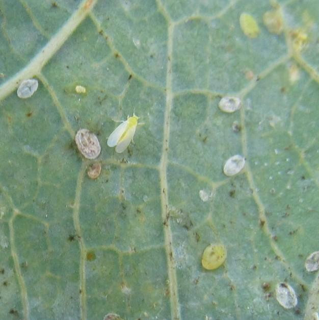 Inseticida promete erradicar ovos e ninfas da mosca branca em soja