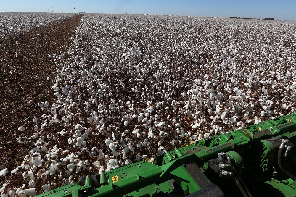 Colheita de algodão está perto do fim em Goiás