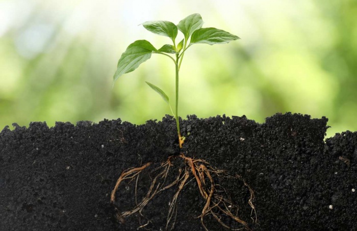 Setor de fertilizantes especiais recua em 2025, diz Abisolo