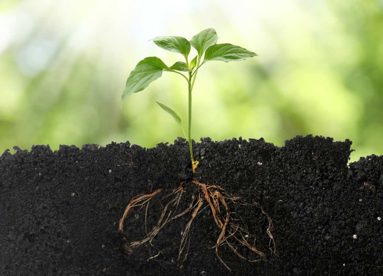 Setor de fertilizantes especiais recua em 2025, diz Abisolo