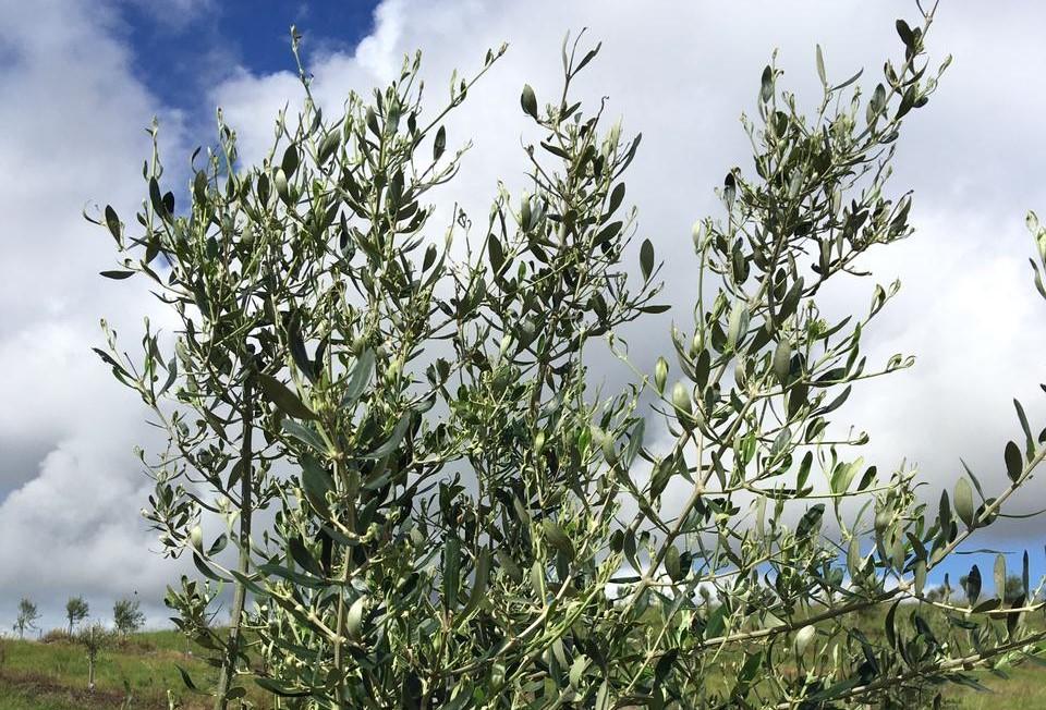 Tecnologia auxilia na recuperação dos olivais atingidos por deriva de herbicida