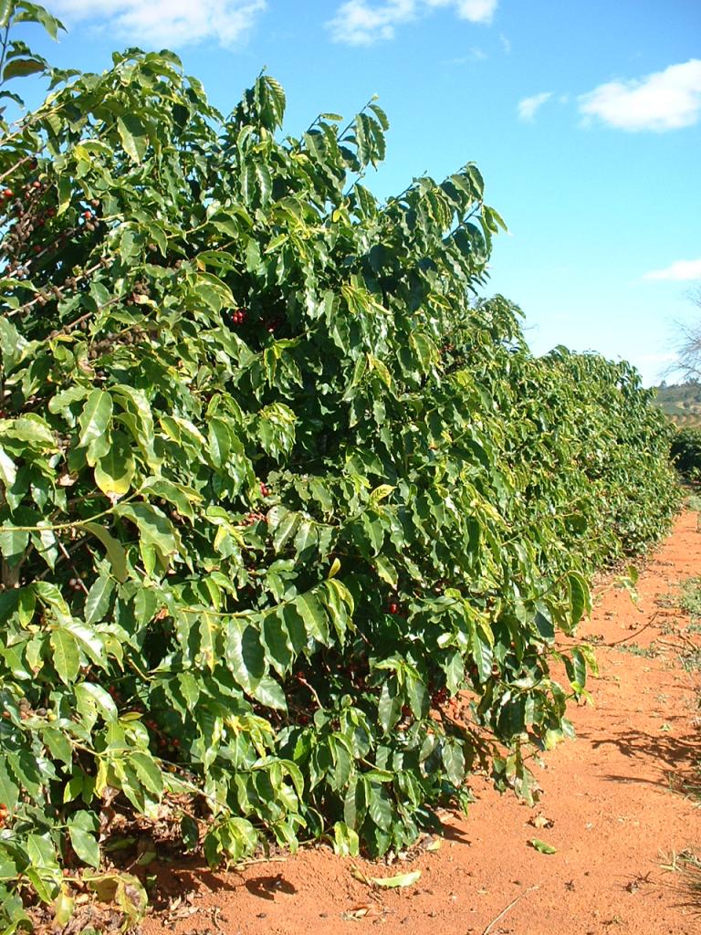 Vietnã e Indonésia produzem 25% do café no mundo