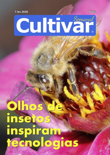 Cultivar Semanal 65