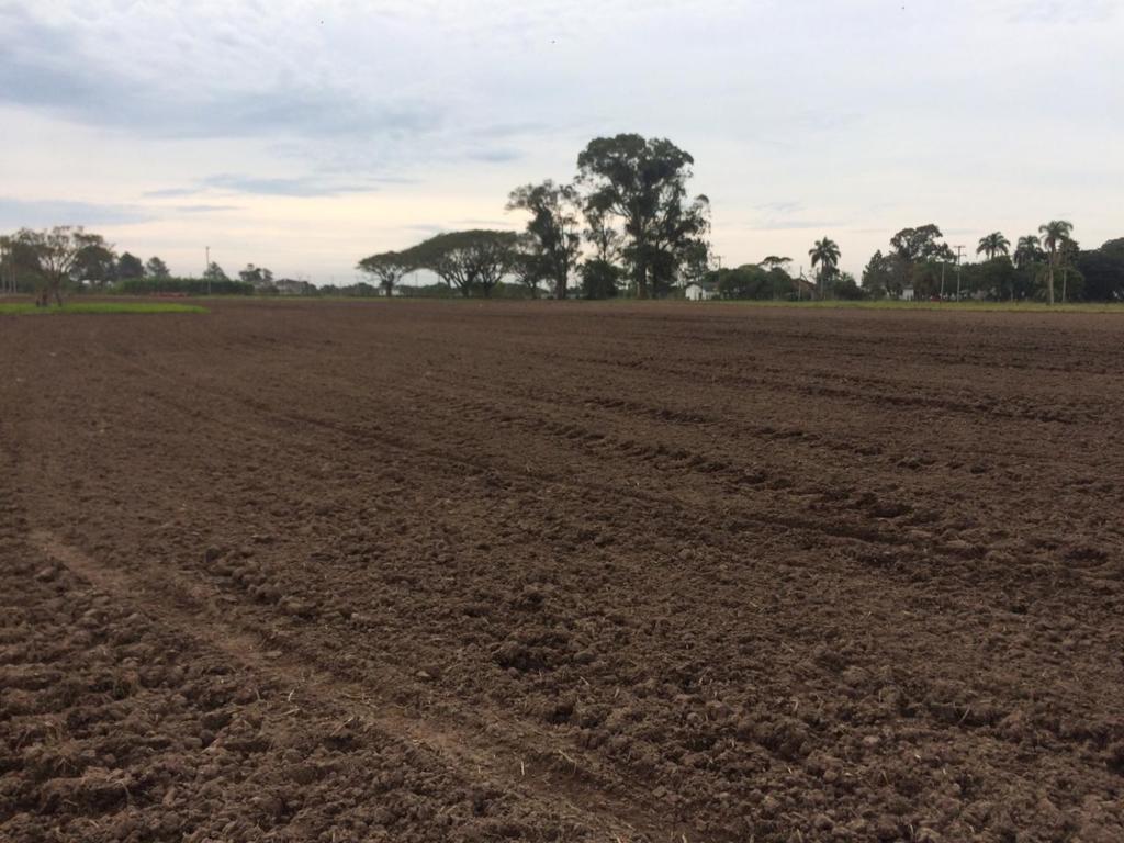 Trigésima Abertura da Colheita do Arroz começa a ser preparada