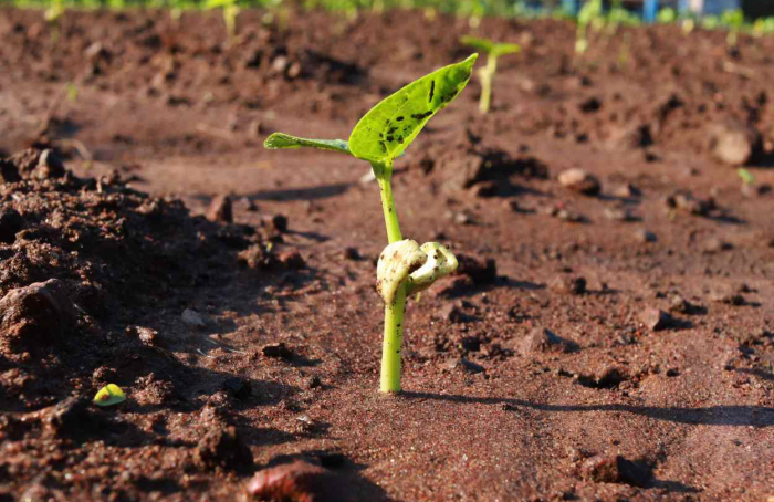 Estiagem: Minas Gerais inicia nova etapa da entrega de sementes de feijão para produtores