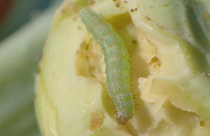 Compostos de Streptomyces controlam traça-das-crucíferas