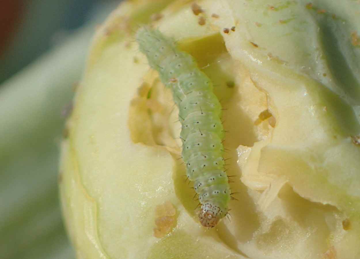 Compostos de Streptomyces controlam traça-das-crucíferas