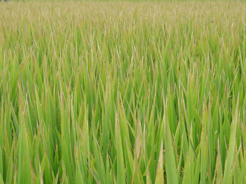 Volume exportado de arroz em maio é o maior dos últimos 17 meses