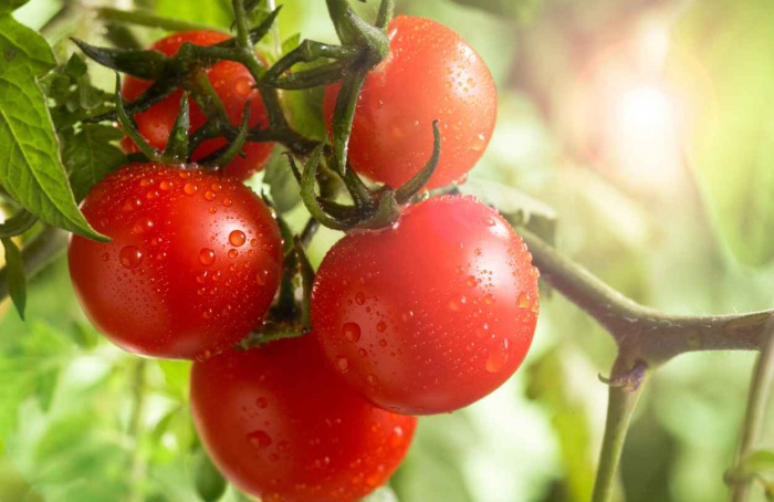 Som aumenta a produção de tomates