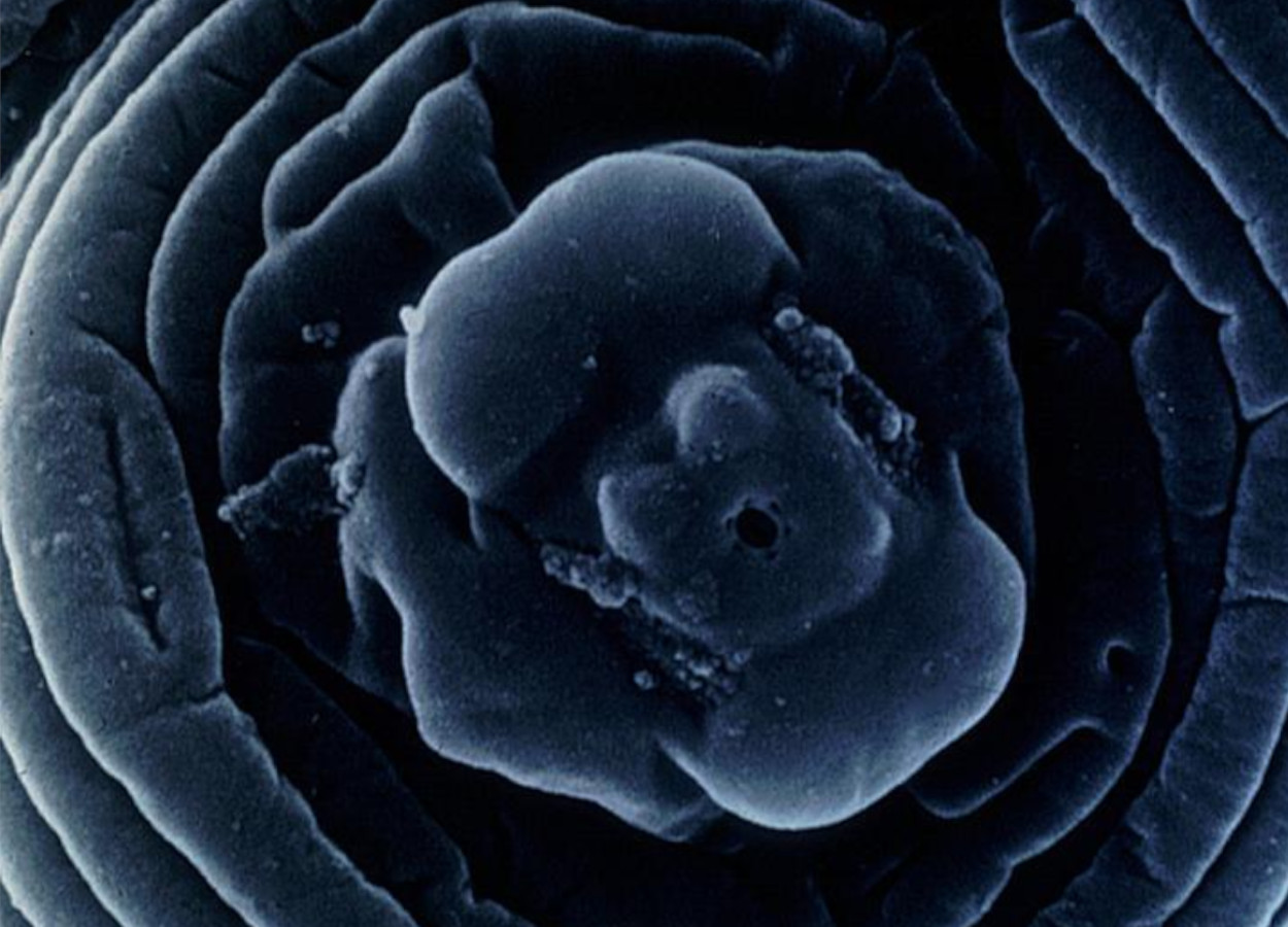 Foto:&nbsp;Jonathan D. Eisenback -  Virginia Polytechnic Institute and State University