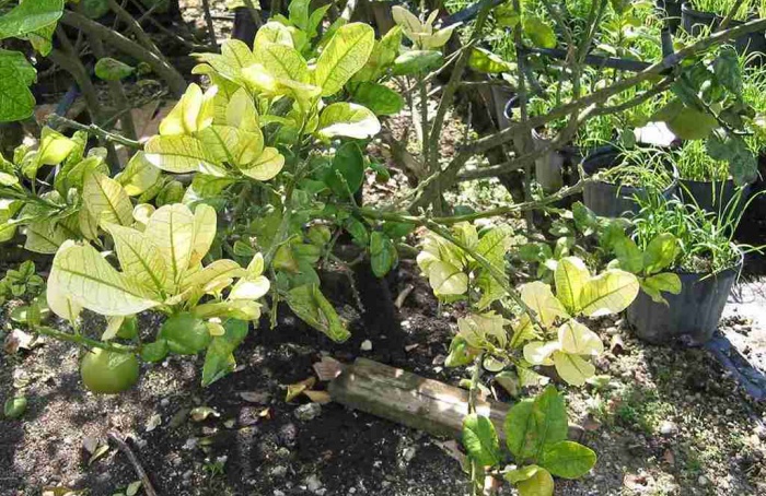 Planta hospedeira influencia transmissão do HLB por Diaphorina citri