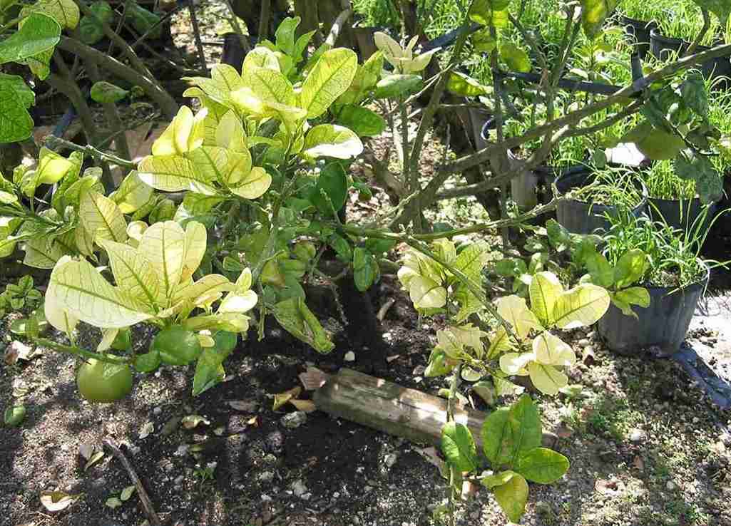 Planta hospedeira influencia transmissão do HLB por Diaphorina citri
