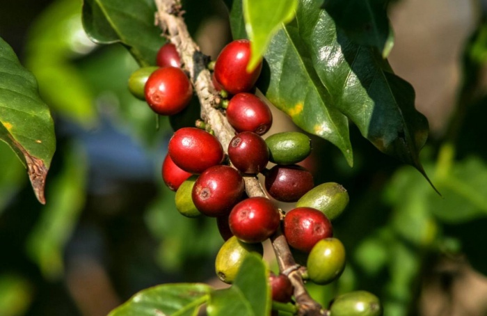 Mercado do café desacelera em 2025, avalia Hedgepoint