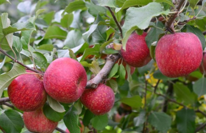 Epagri oferece curso gratuito sobre produção de maçãs em São Joaquim (SC)