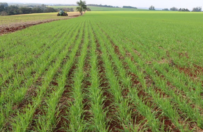 Clima facilita plantio noturno, mas desafios persistem para produtores de trigo do Rio Grande do Sul