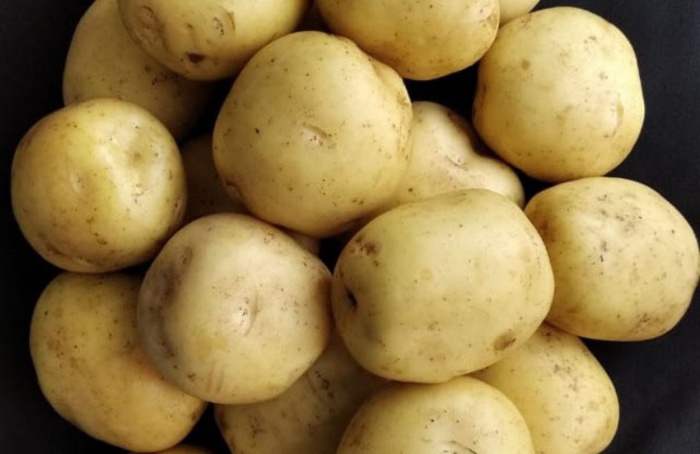 Embrapa lança batata para indústria com alta produtividade