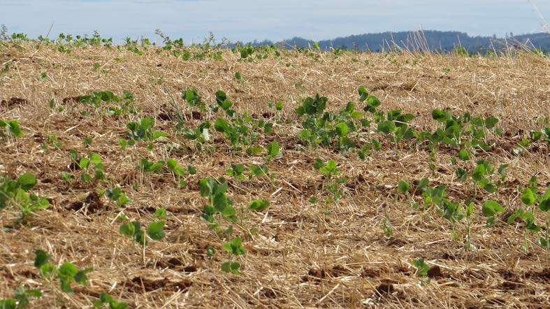 Condições climáticas acentuam dificuldades no desenvolvimento da soja no RS