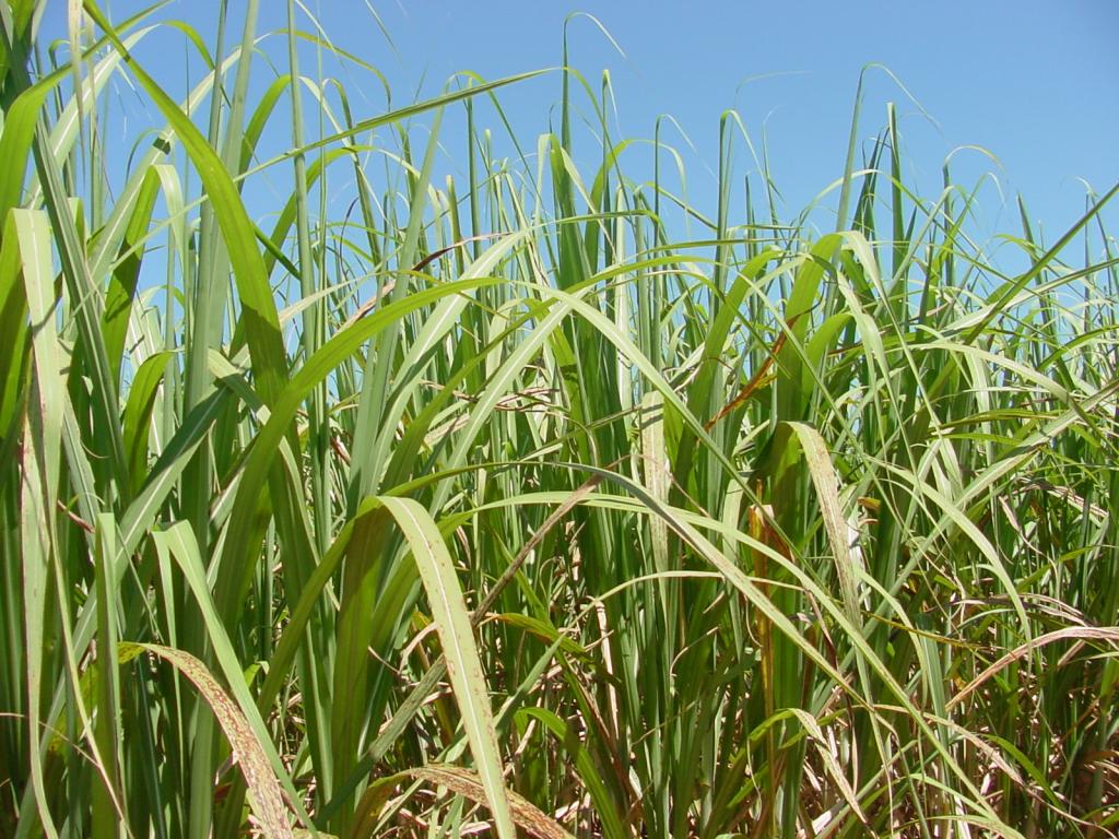 UNICA avalia como importante acordo com China sobre salvaguarda ao açúcar