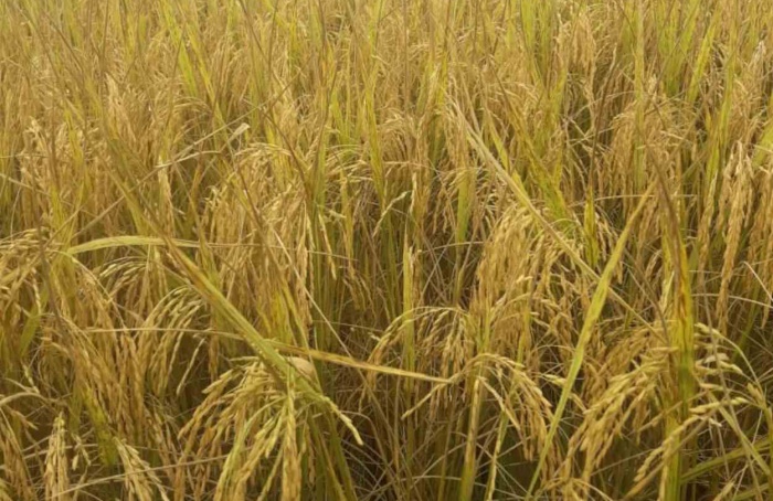 PR Safra 2024/25: produção de arroz cai 11% no estado
