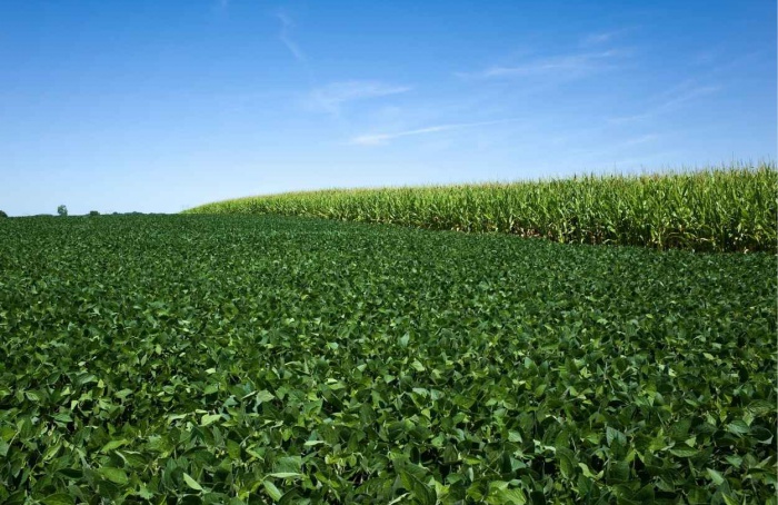 Soja perde força e milho avança no mercado brasileiro