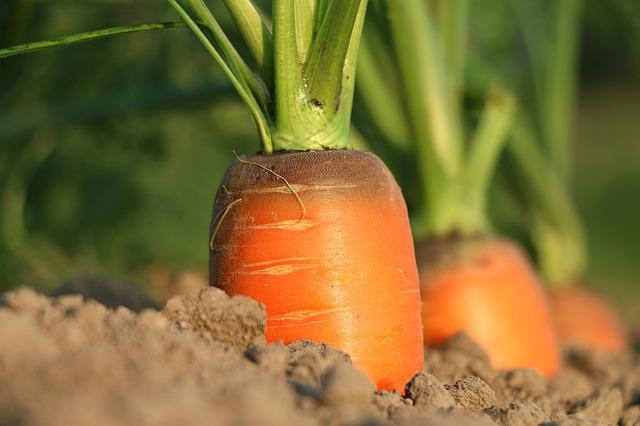 Nanobiofertilizantes podem reduzir o custo e o impacto da produção de alimentos