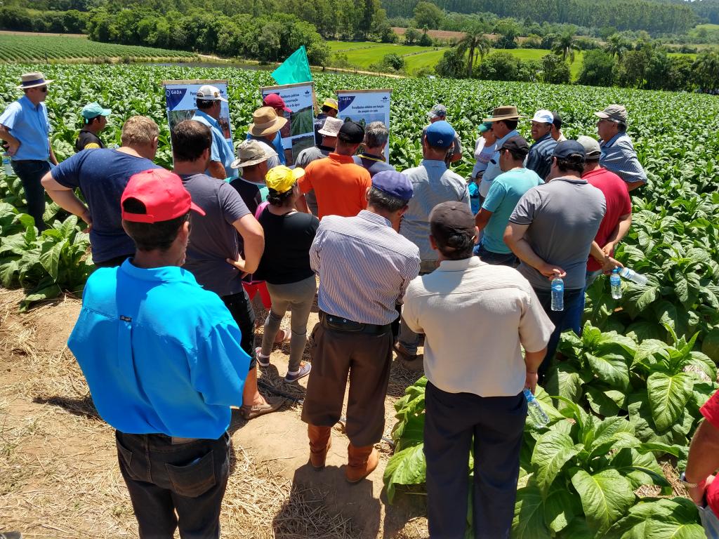 Dia de Campo promove técnicas de agricultura conservacionista em Sertão Santana