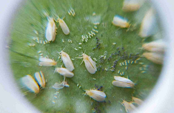 RNAi mira quitina para controlar mosca-branca